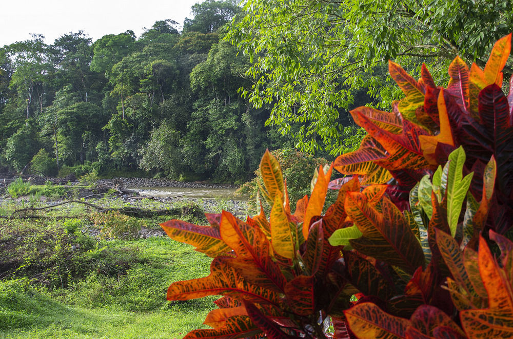 Selva Verde Lodge Sarapiquí Esterno foto