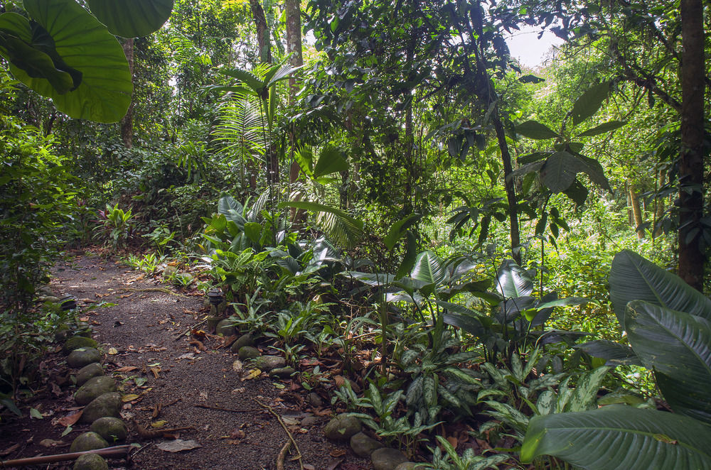 Selva Verde Lodge Sarapiquí Esterno foto